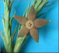 Orbea tapscottii